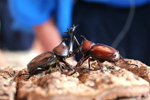 カブト虫相撲大会風景3